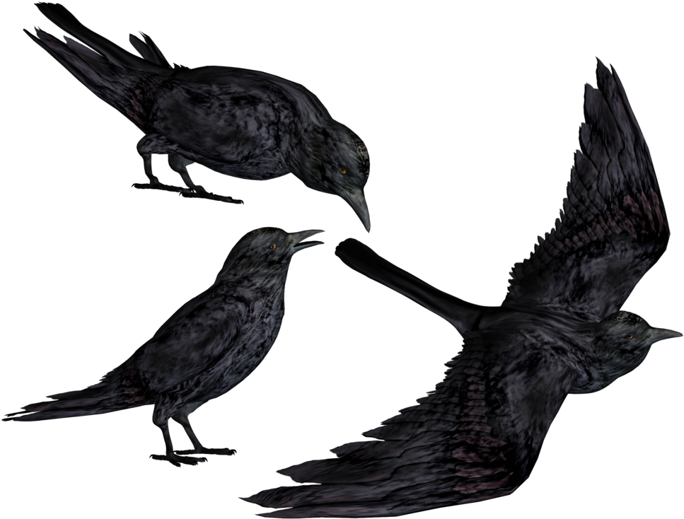 Crow Png Transparent Images Free Download Clip Art - Crow Png Hd (1024x773)