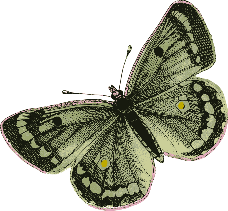 Medium Image - Green Butterfly Png (800x739)