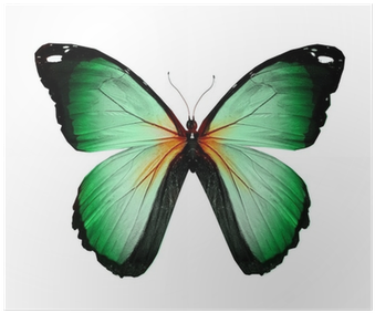 Butterflies Red And Purple (400x400)