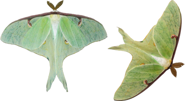 Moth Png Hd - Luna Moth On White Background (600x327)