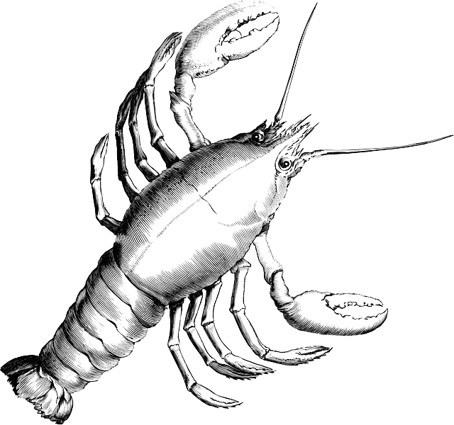 Lobster Drawing At Getdrawings Com Free For Personal - Cancer Constellation (640x600)