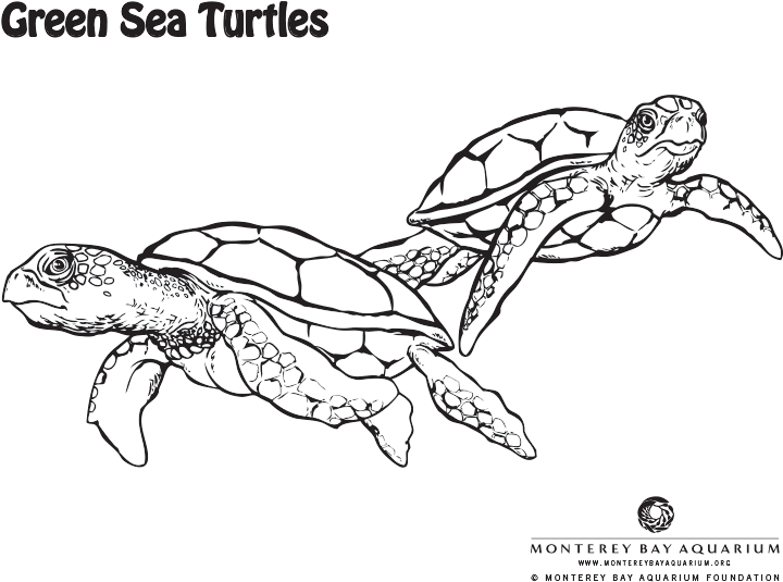 Green Sea Turtle Coloring Page - Green Sea Turtle Coloring Pages (734x552)