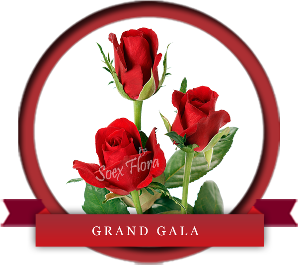 Taj Mahal /top Secret Rose Grower And Exporter In Malaysia, - Top Secret Rose Variety (600x600)