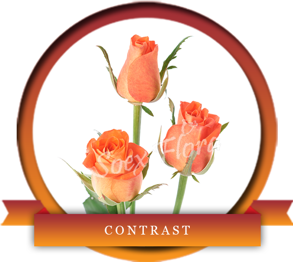 Contrast Is An Elegant Blend Of Orange Colored Bottom - Garden Roses (600x600)