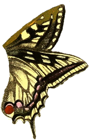 Butterfly - Fairy Butterfly Wings Png (391x519)