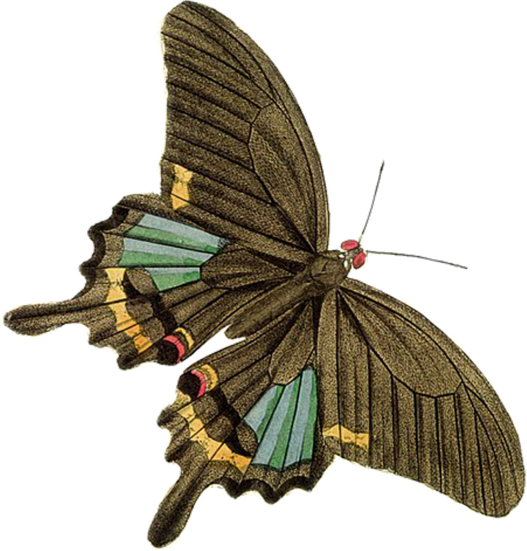 Подарки И Идеи - Vintage Illustration Insects Png (766x800)