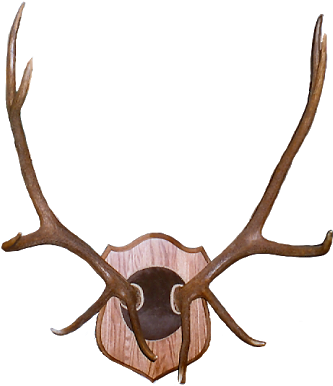 Elk Antlers Clip Art Antler Mount - Elk Antlers Mounted (351x400)