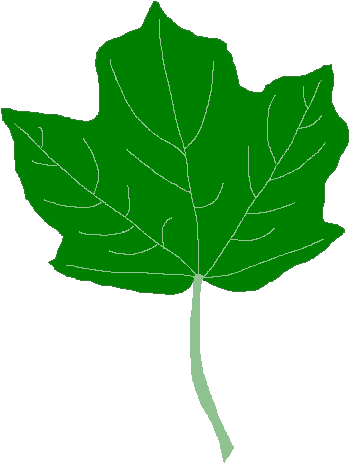 Black Maple Tree - Acer Nigrum (745x959)