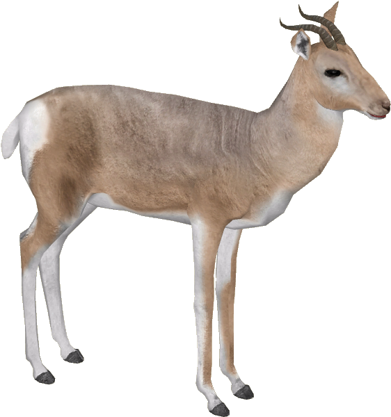 Gazelle Png Pic - Gazelle Png (599x599)