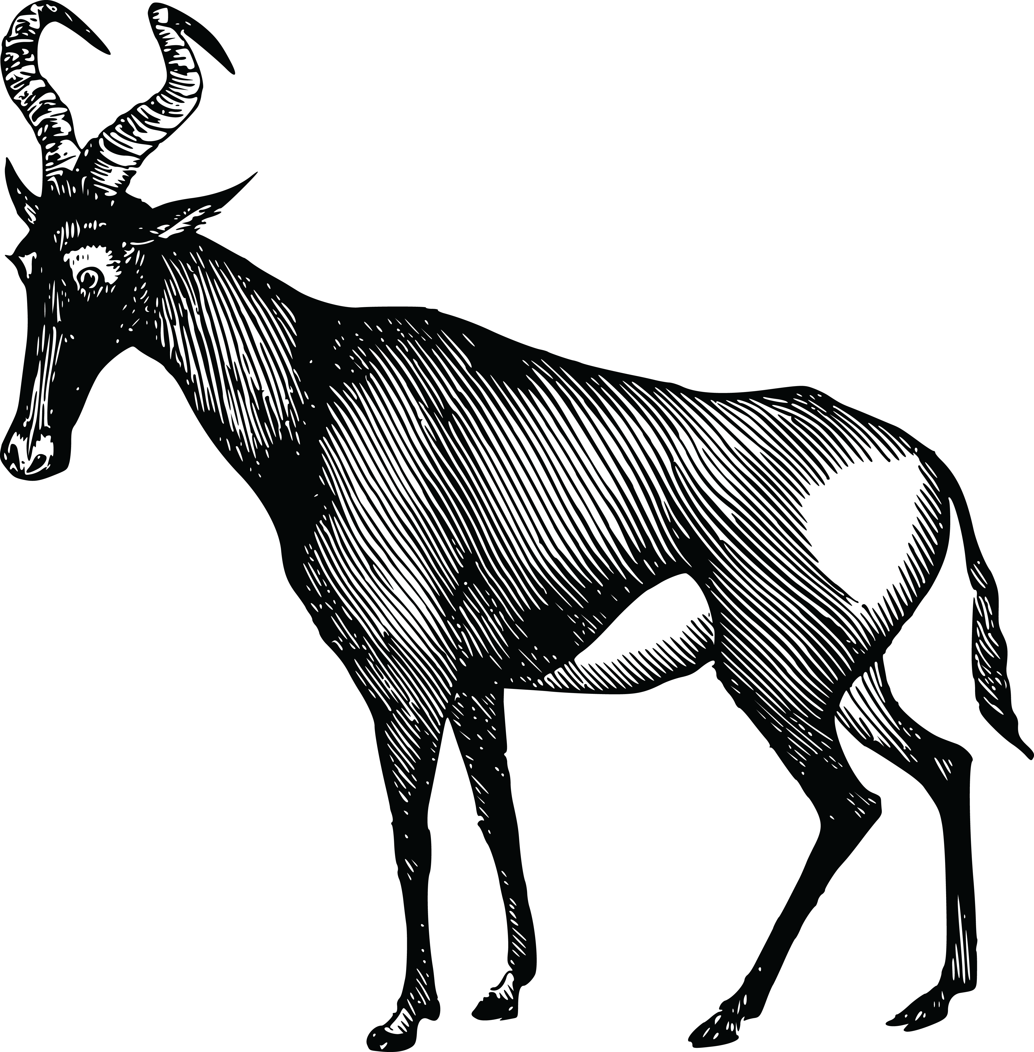 Free Clipart Of A Gazelle - Antelope (4000x4071)