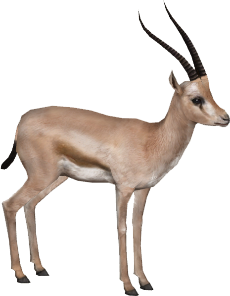 Gazelle Png Hd - Gazelle Png (596x596)