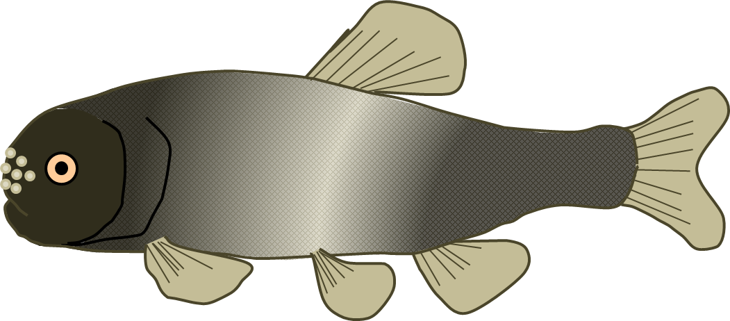 Fathead Minnow - Cartoon Fathead Minnow (1051x462)