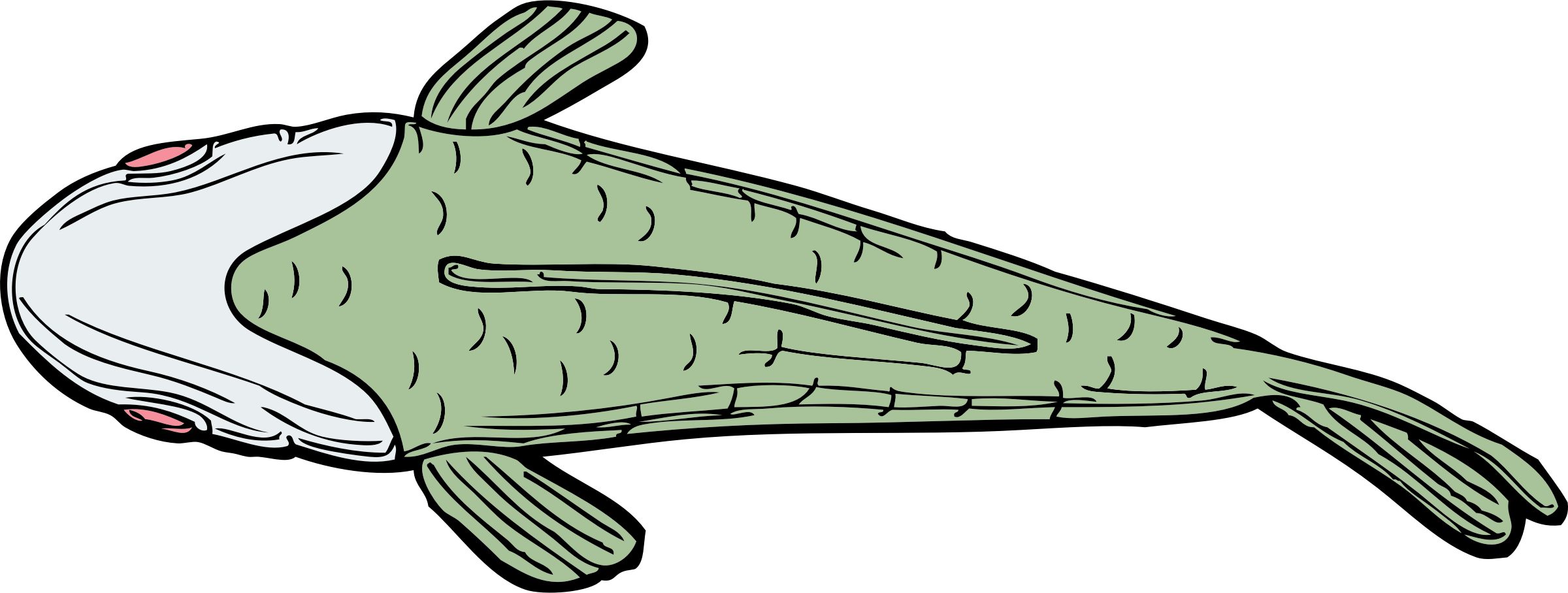 Cartoon Catfish Pictures 8, Buy Clip Art - Top Of A Fish (2400x908)
