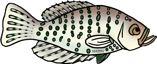 White Perch Clipart - Ray-finned Fish (627x265)