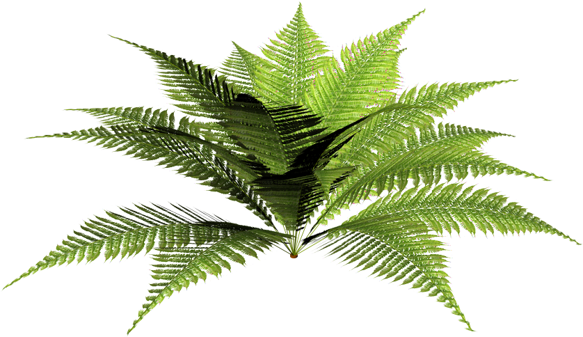 Forest Plants Png - Blechnum Discolor (1200x1200)