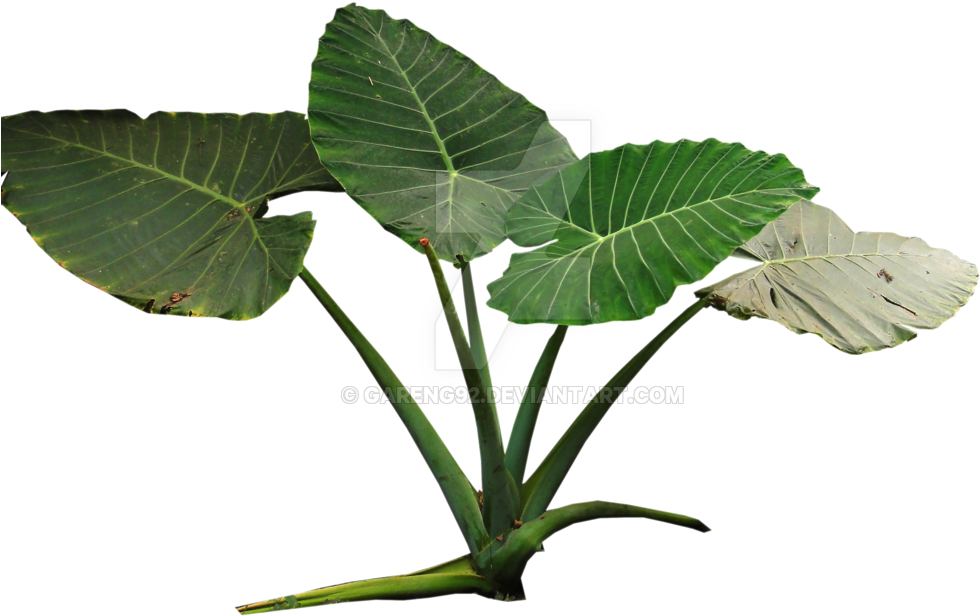 Colocasia Gigantea Rain Forest Plant Png By Gareng92 - Rainforest Plant Png (1024x796)