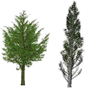 Spectrum Extracted From The Lopex Dataset - Populus Nigra Italica Png (370x376)