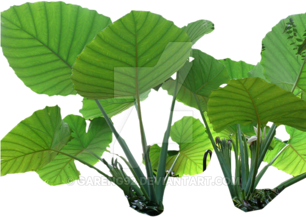 Colocasia Gigantea Rain Forest Plant Png 3 By Gareng92 - Forest Plant Png (600x600)
