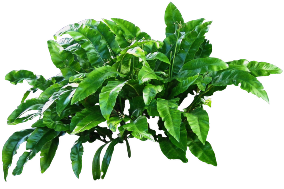 Forest Plants Png - Plant Png (1024x681)