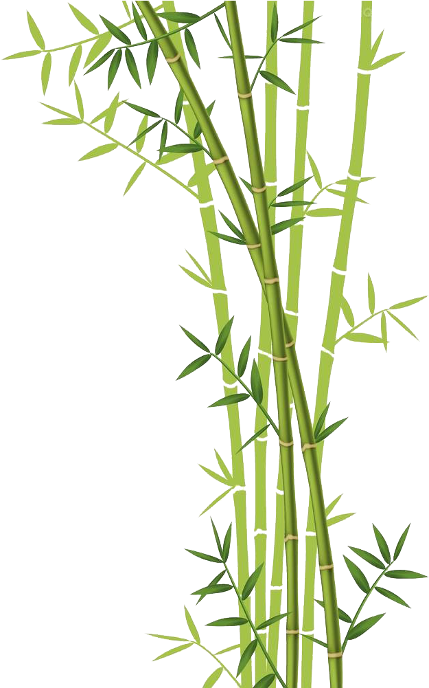Bamboo Forest Euclidean Vector Stock Photography - Background Bamboo Vector Png (661x1000)