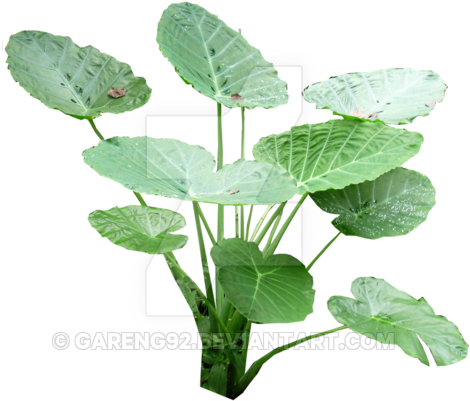 Colocasia Gigantea Rain Forest Plant Png 2 By Gareng92 - Sacred Lotus (600x450)