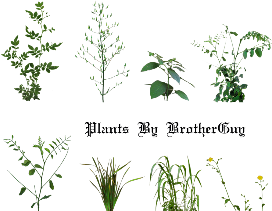 Some Png Plants By Brotherguy - Daily Planet Press Pass (900x720)