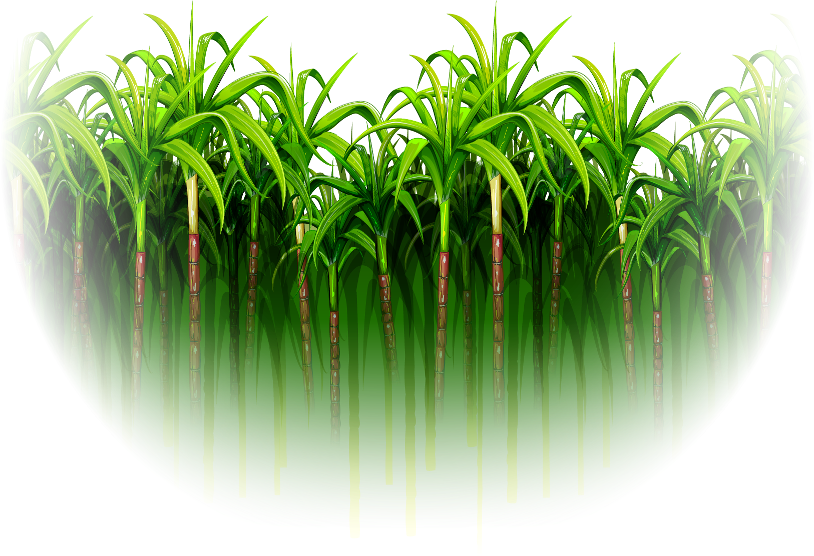 Green Simple Sugarcane Forest - Sugar Cane Images Png (2501x1173)