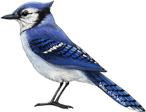 Blue Jay - Blue Jays Birds Drawing (480x480)