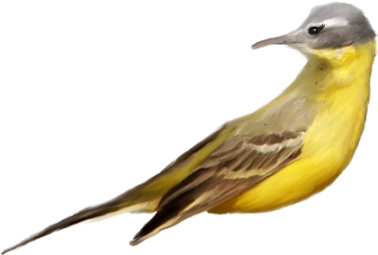 Aves Png - Great Crested Flycatcher (640x488)