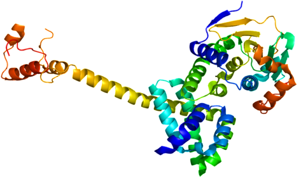 Lrg Research Team Identifies Critical Role Of Cdc37 - Lrg Research Team Identifies Critical Role Of Cdc37 (620x385)
