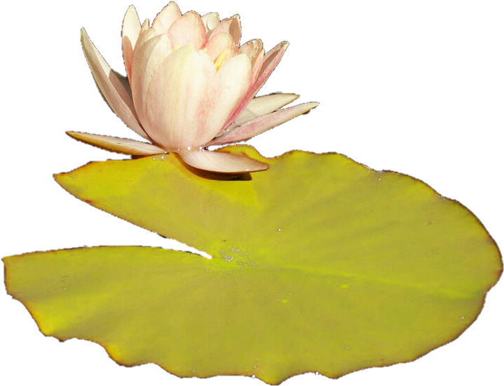 Lily Pad By Jeanicebartzen27 - Sacred Lotus (794x599)