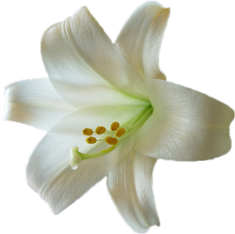 Lilly Pad Clip Art Download - Easter Lily Transparent (400x359)