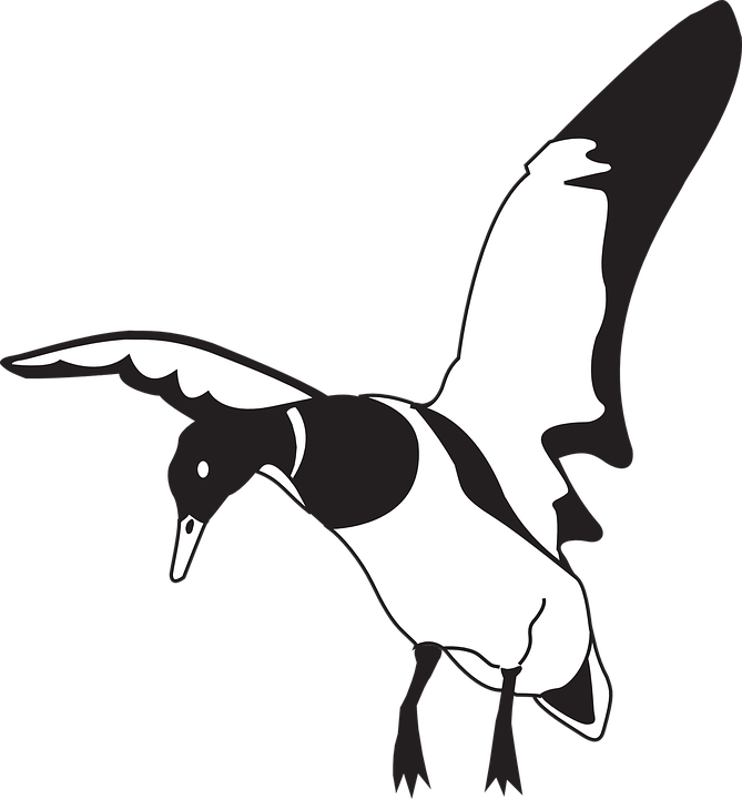 Landing Black And White Duck Clip Art - Duck Black And White (669x720)