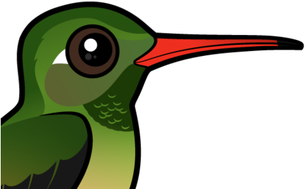 About The Buff-bellied Hummingbird - Hummingbird (440x440)
