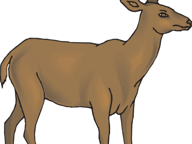Stag Clipart Rusa - Clipart Rusa (640x480)