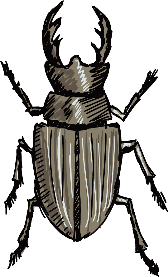 Stag Beetle Drawing Clip Art - Stag Beetle Drawing Clip Art (876x1140)