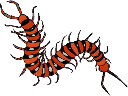 Inspiration - Amazon Rainforest Insect Clipart (640x480)