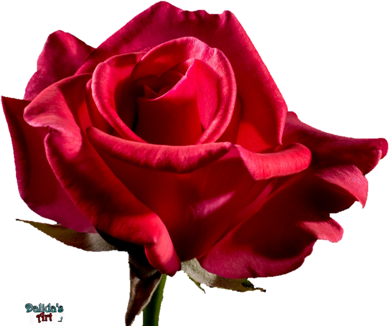 Red Rose Flower Free Png Transparent Images Free - Rose (800x667)