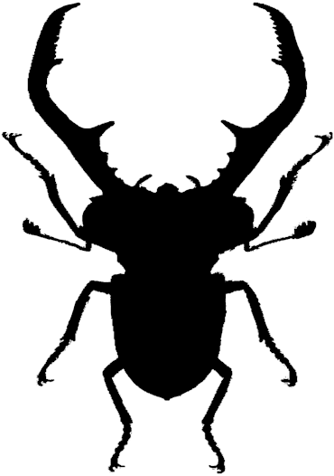 Click And Drag To Re-position The Image, If Desired - Beetle (500x700)