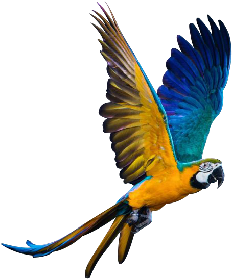 We Specialize In Breeding Macaws And Parrots - Parrot (520x560)