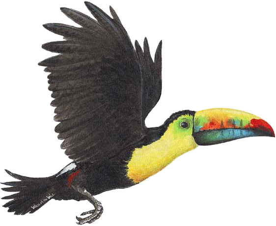 Toucan Wall Decal, Home Decor Decals, By Walls Of The (562x460)