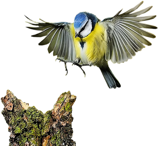 Bird Computer Software Clip Art - Clip Art (600x561)