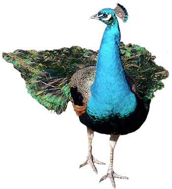 Animal Graphics Peacock - Png Peacock Hd (356x413)