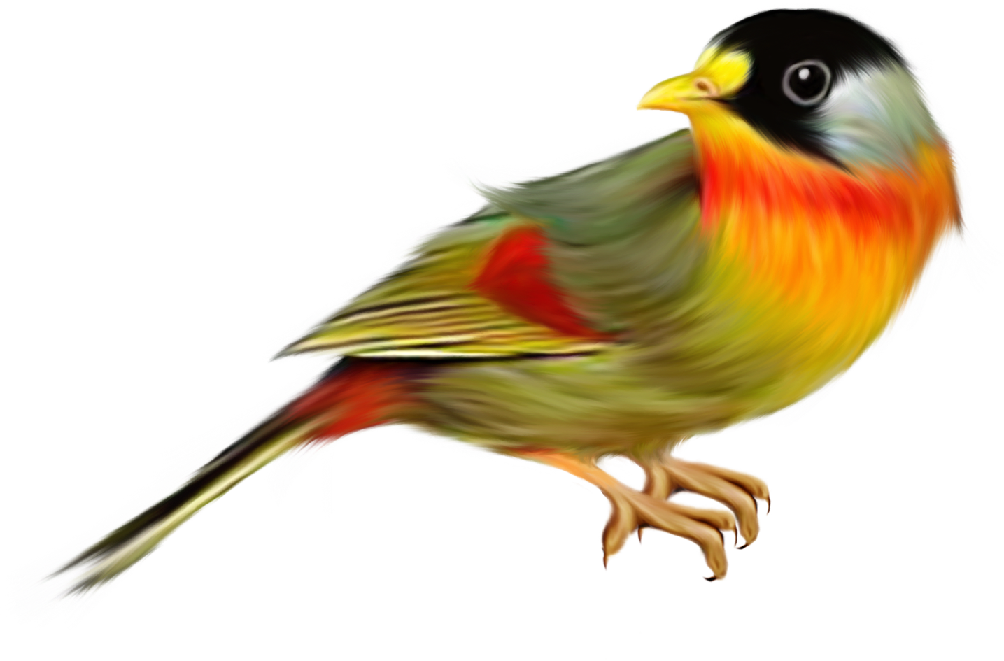 Canary Bird (1435x945)