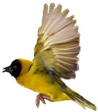 Online Gallery - Bobolink (346x356)