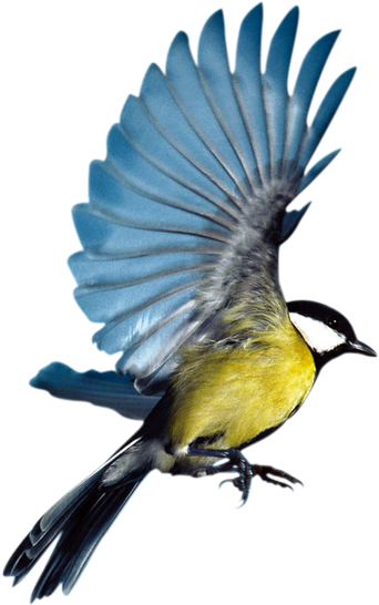 Bird Eurasian Magpie Flight Parrot - Flying Songbirds Png (620x623)