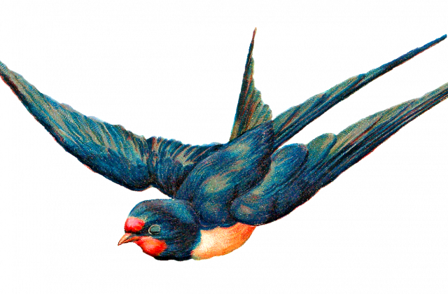 Flying Bird Png Image - Antique Illustration Bird Free (640x420)