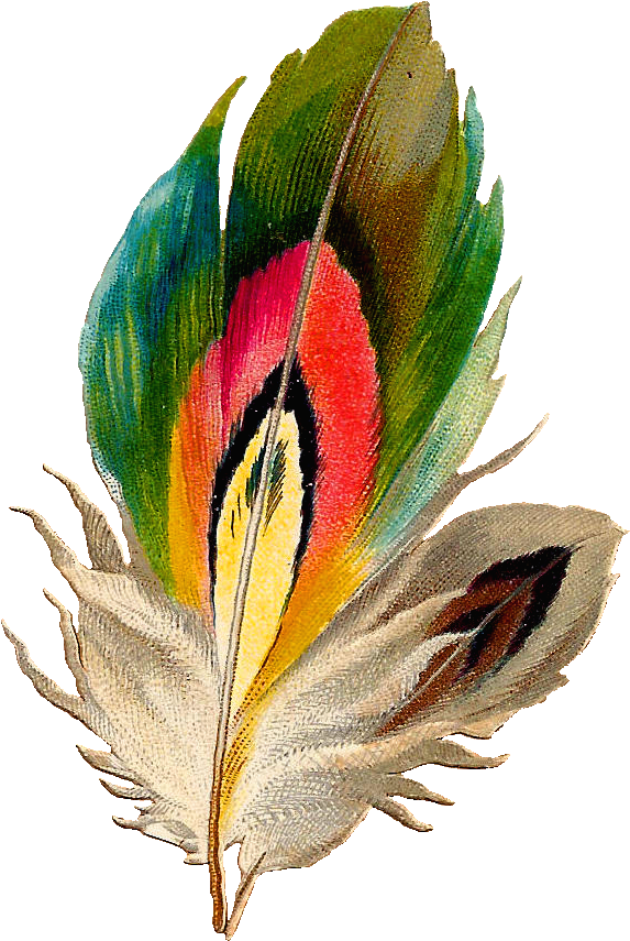 Feather Clip Art At Clker - Colorful Feathers Clipart Transparent (870x1140)