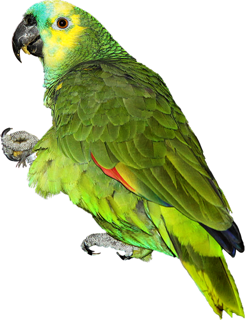 Amalus 3 0 Parrot Png By Makiskan - Parrot Png (800x1043)