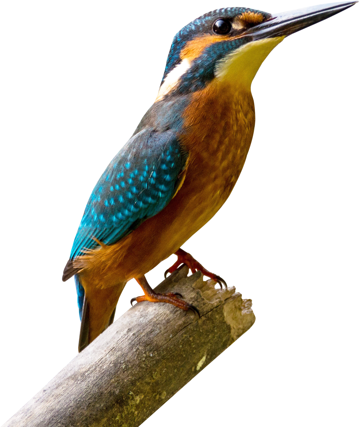 Kingfisher Bird Png Transparent Image - Aves De La Sabana De Bogota (1350x1486)